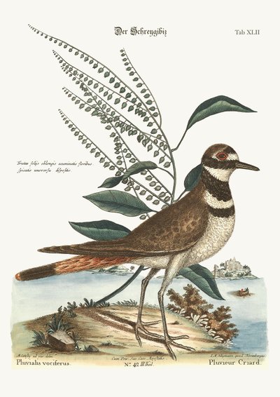The Chattering Plover, 1749-73 by Mark Catesby